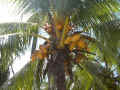 coconuts.jpg (63221 バイト)